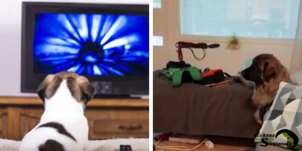 Small puppy and an adult Sarplaninac dog watching TV inside a home to stay calm and relaxed.