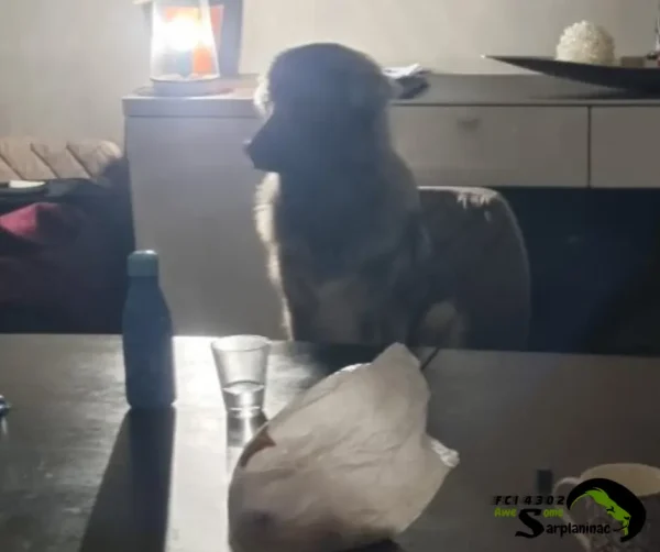 Young Sarplaninac dog sitting on a chair near the family dining table