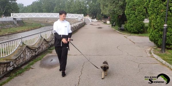 A handler walking a Sarplaninac puppy through a city, showing how the dog adapts to new sounds and environments during early development.