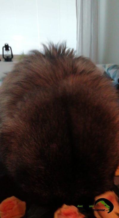 Close-up of a Sarplaninac puppy’s head looking at orange flowers.