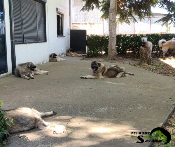 seven sarplaninac dogs in yard