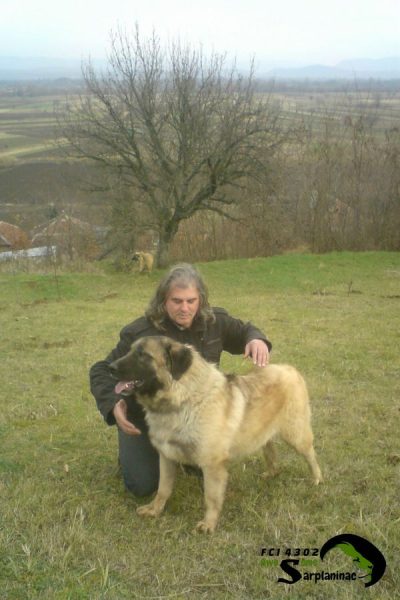 A powerful and loyal Sarplaninac shepherd dog standing with its owner.