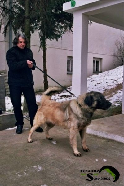 Dog Kennel Serbia