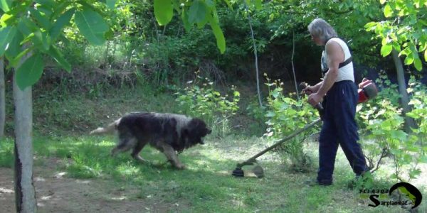 shepherd dog breeder with grass trimmer