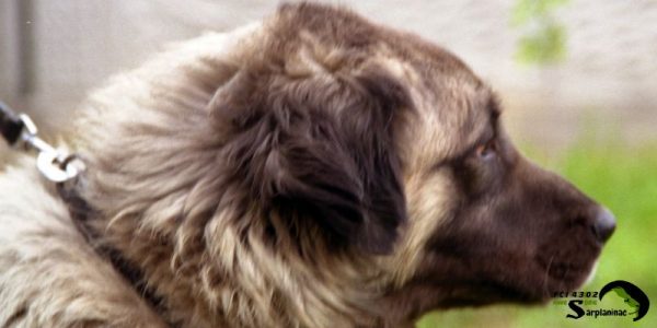 Close up of the soft curls behind a dog's ear.