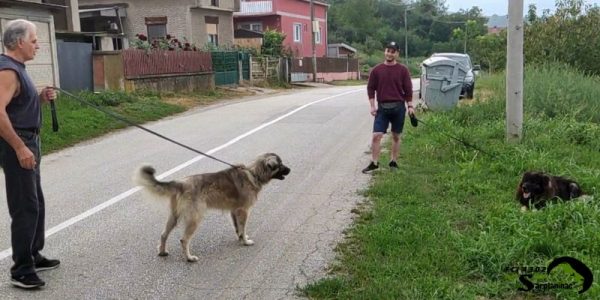 shepherd dogs are walking in neighborhood