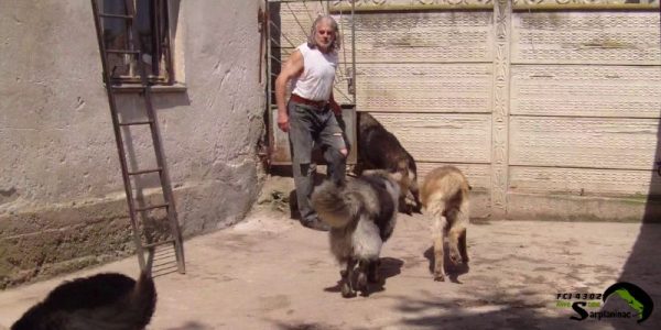 A breeder with adult Sarplaninac dogs in a yard showing the results of consistent leadership and place training.
