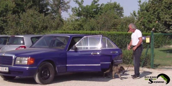 A young Sarplaninac puppy safely getting out of a car on a leash, demonstrating car travel training and socialization for large breeds.