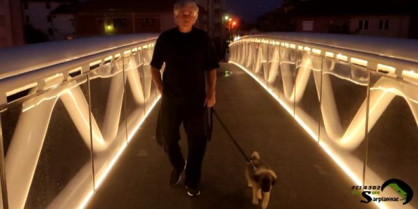 A Sarplaninac puppy walking calmly across a brightly lit modern bridge at night, showing no fear of lights or traffic.