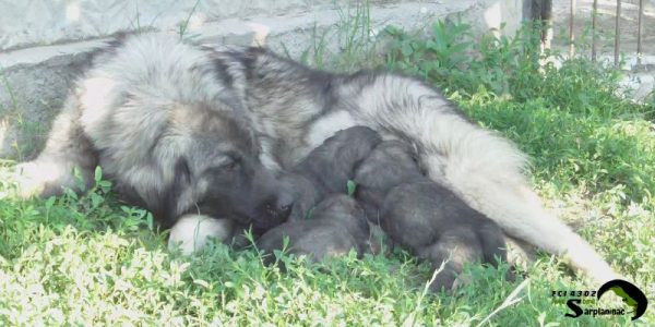 Sarplaninac female lying in the grass with her newborn puppies.