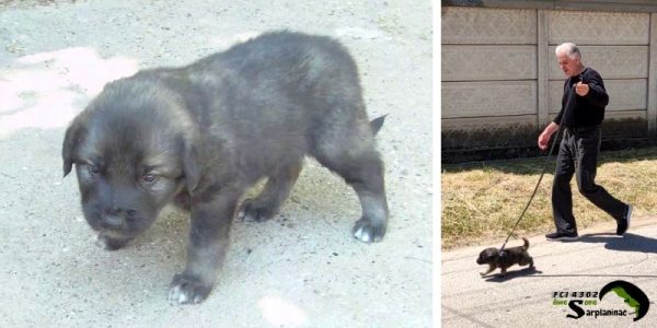 Sarplaninac puppy growth stages and early leash training walk
