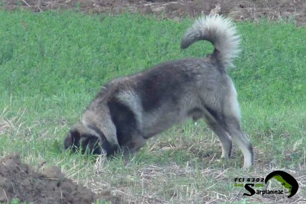 Sarplaninac dog digging a hole in the grass to hide food or find shade.