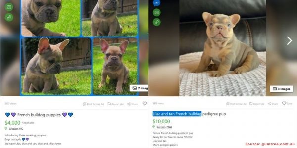 Screenshot of expensive French Bulldog puppies for sale with prices of 4,000 and 10,000 dollars.