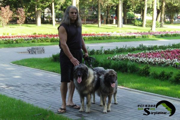 Breeder Nebojsa Stefanovic walking two young Sarplaninac dogs on leashes in Vrnjacka Banja park to demonstrate proper socialization and calm behavior in public.