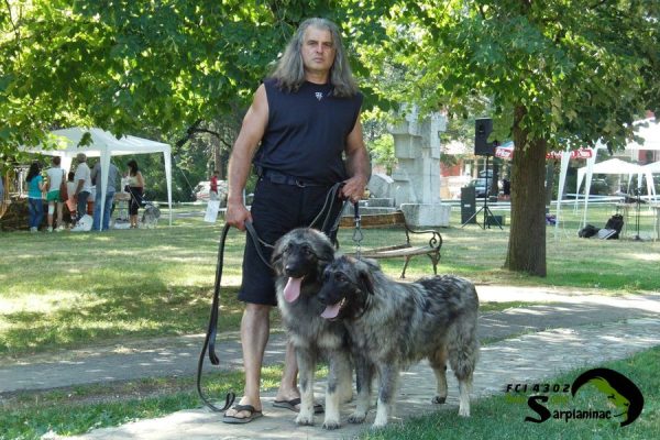 Two Sarplaninac dogs Astor and Astra on a leash with their breeder at the National Dog Show.