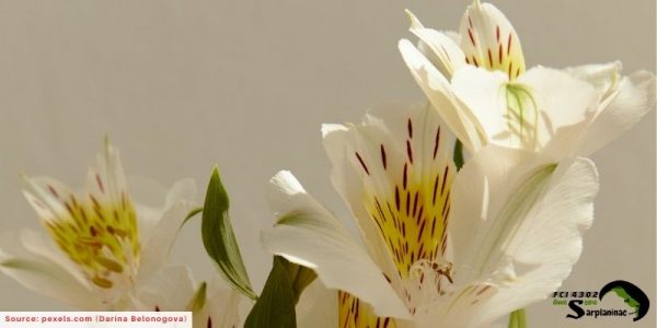 White lily flowers that can cause severe stomach upset and mouth irritation if your dog chews the petals.