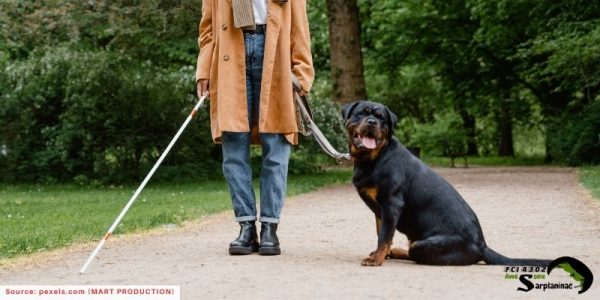 Blind woman with a Rottweiler guide dog in the park