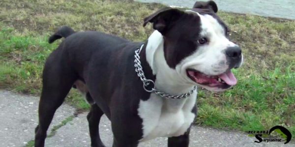 young male american staffordshire terrier